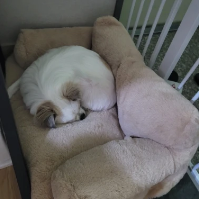 Luxury Pet Sofa & Bed with Pillow- Sizes M / L / XL / XXL