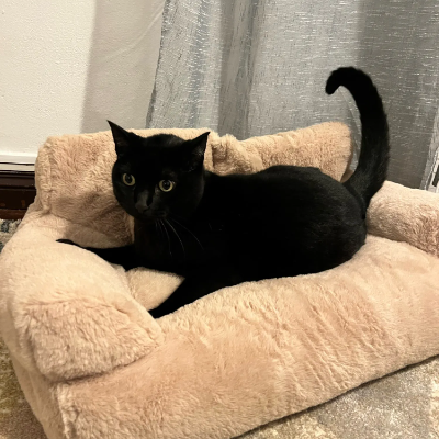 Luxury Pet Sofa & Bed with Pillow- Sizes M / L / XL / XXL